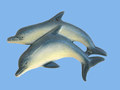 Delfino doppio